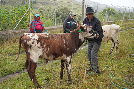 Asociacion_Ichubamba_Milmahuanchi_4.png