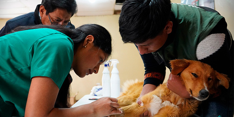 ESTERILIZACIÓN DE LOS CANINOS Y FELINOS 